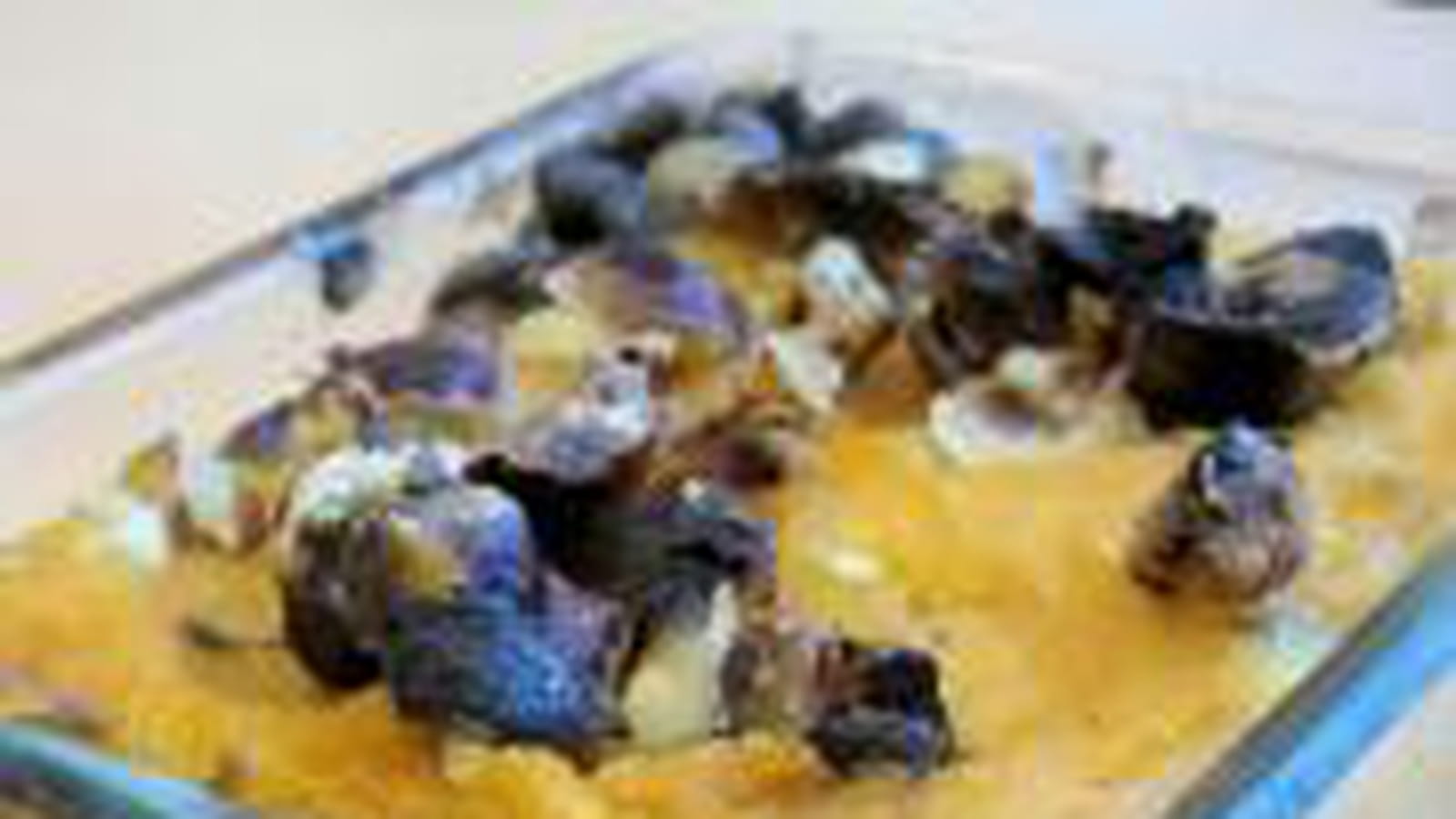 Parmentier de lentilles au potimarron et noisettes