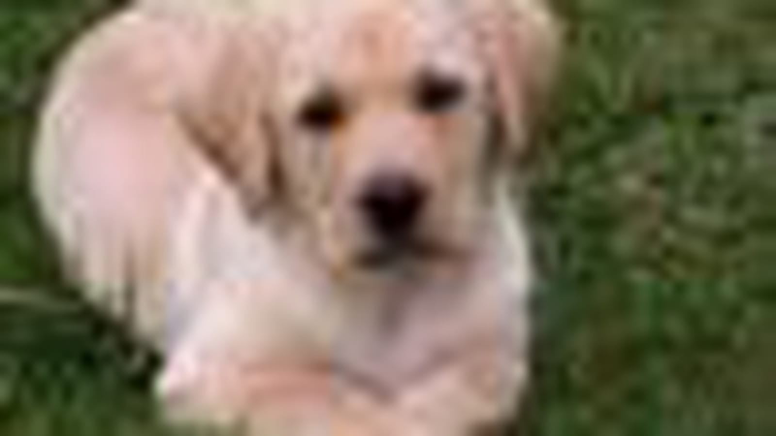 Labrador