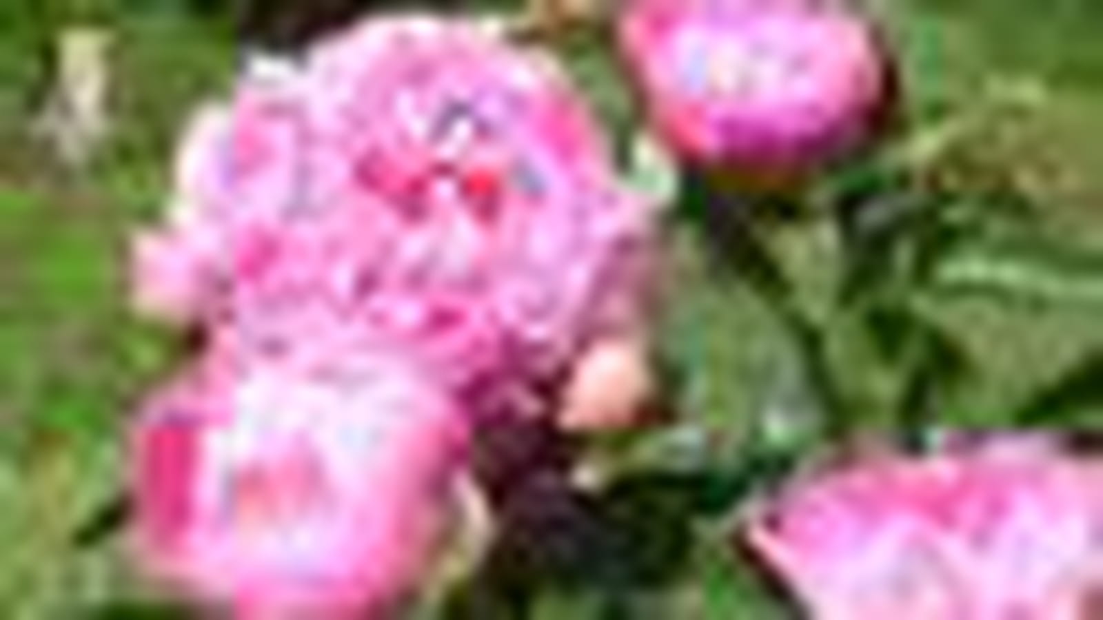 Pivoines