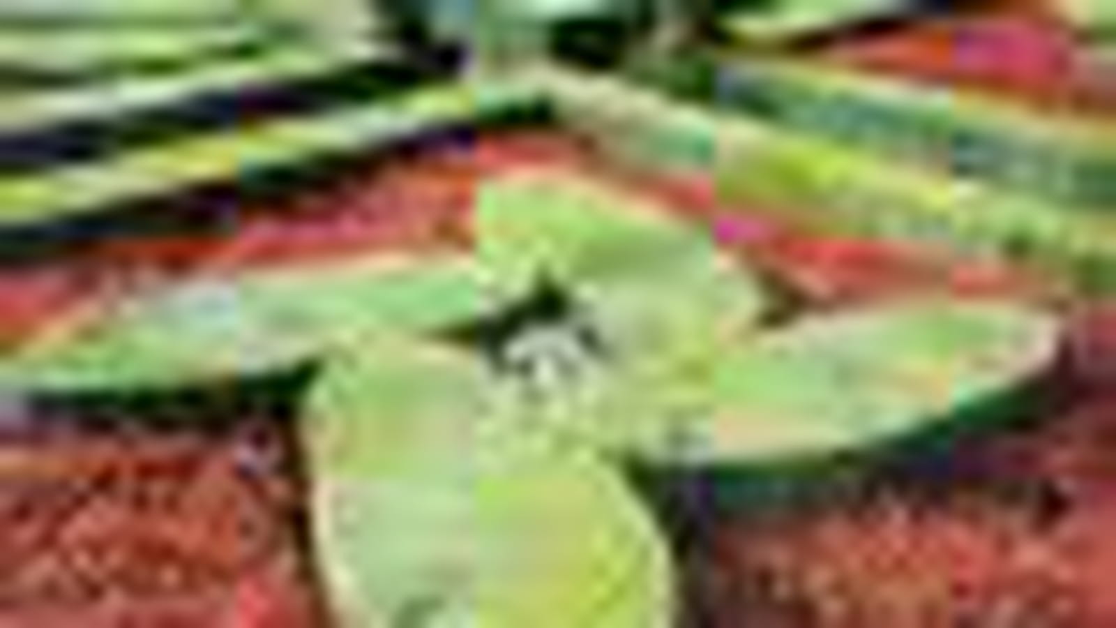 Bégonias