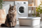 Non, votre chat ne fait pas pipi en dehors de la litière pour vous embêter : voici la vraie raison selon une comportementaliste félin