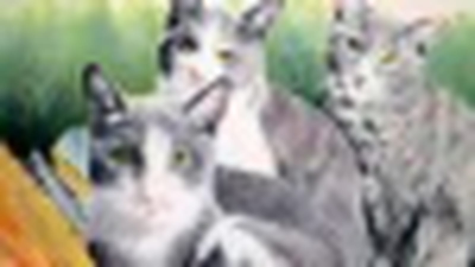 Trois chats