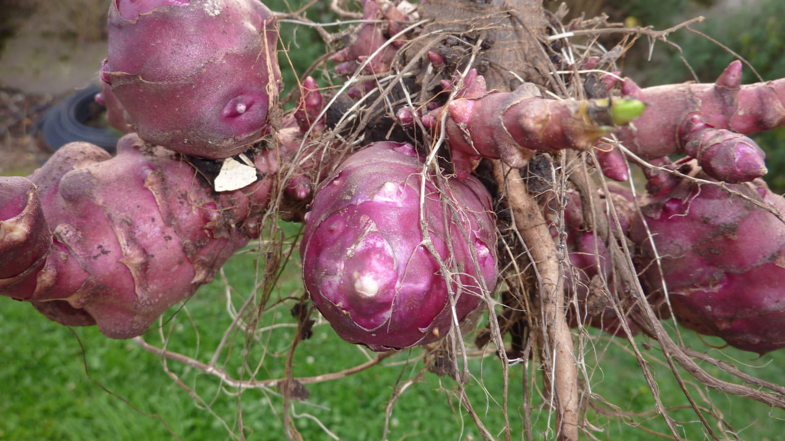 Topinambour nain