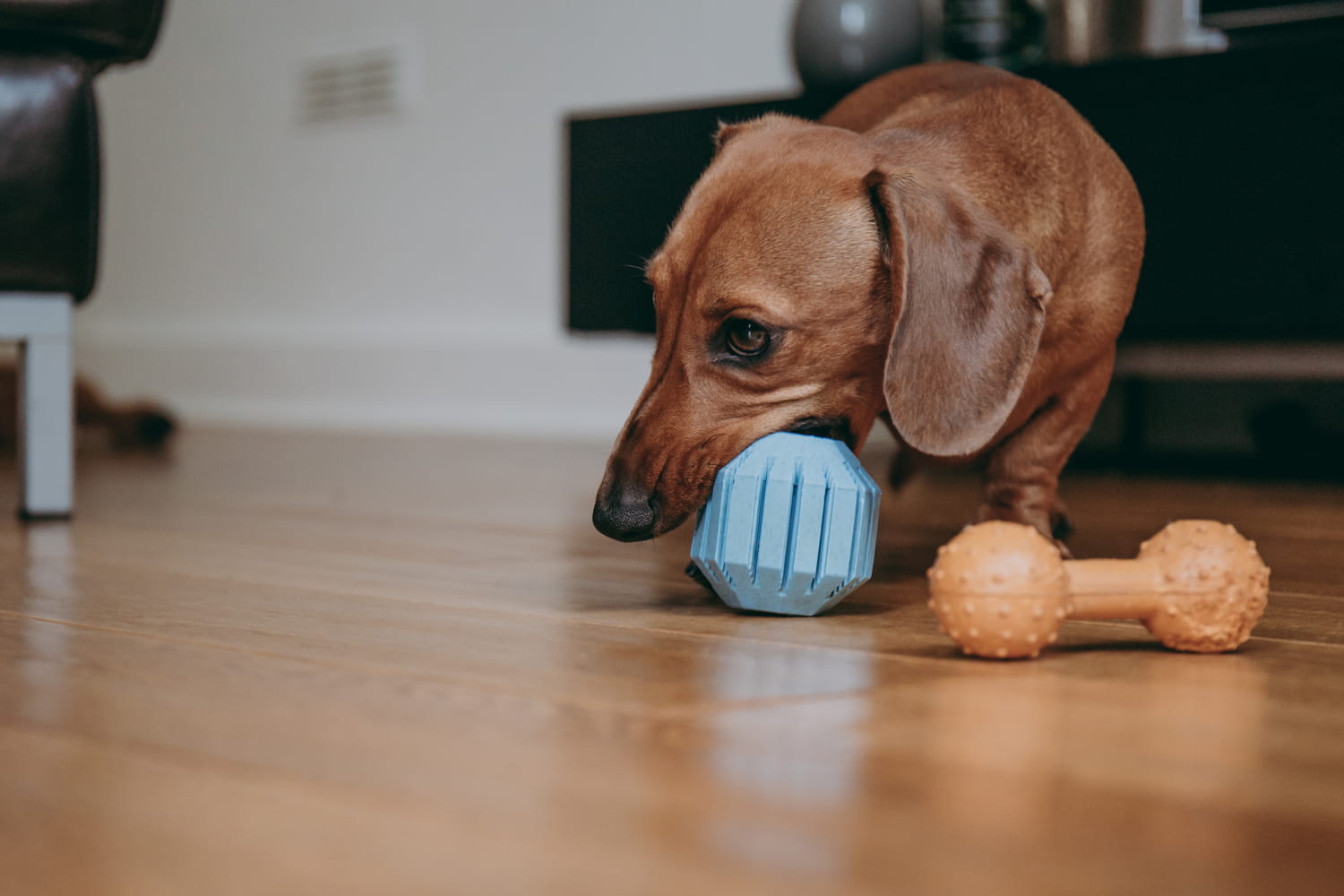 The color of the toy changes everything for a dog, you still have to know which one to choose
