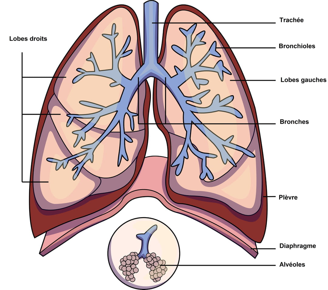 Bronchiolite Chez L adulte Des Sympt mes Diff rents Bronchiolite Chez L adulte Des Sympt mes Diff rents