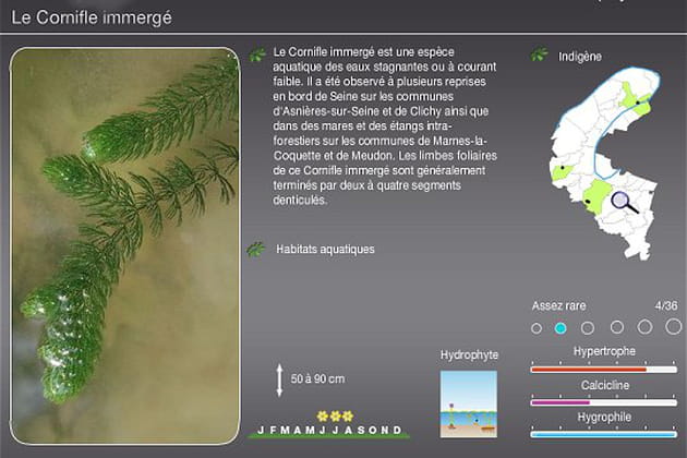 Ceratophyllum demersum