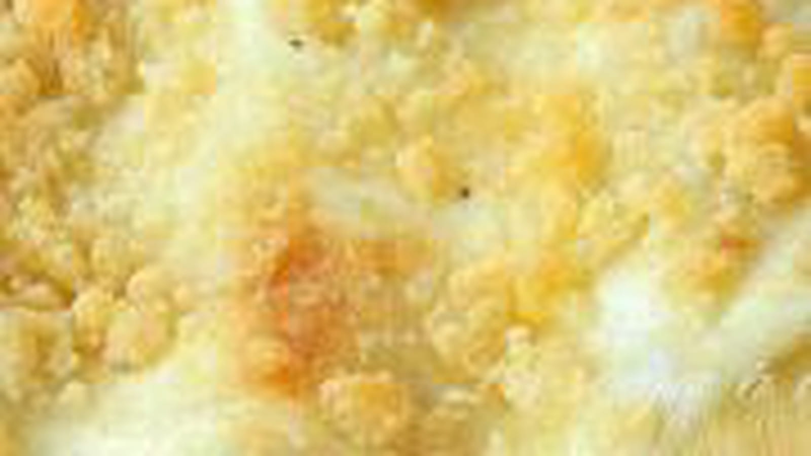 Cannelloni de poireaux à la truite fumée