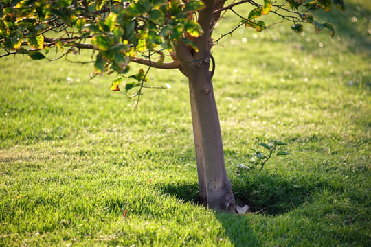 Souvent oubli&eacute;, ce fruit d'automne est un tr&eacute;sor &agrave; avoir dans son jardin