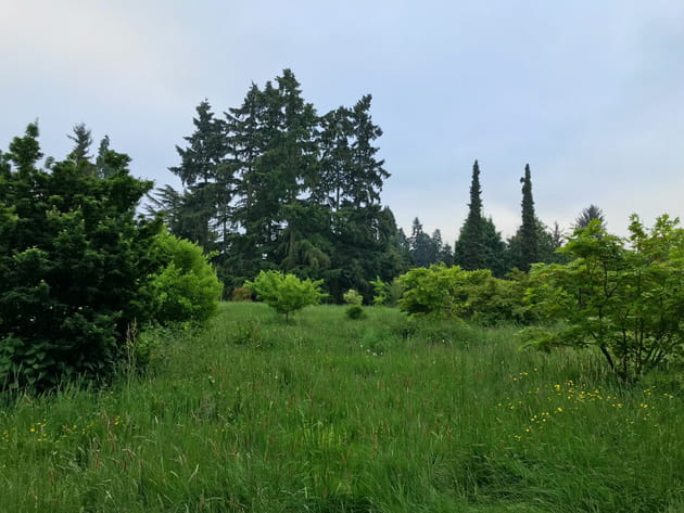 A l'&eacute;tat sauvage