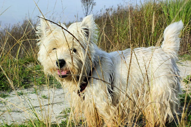 Owen entre les herbes