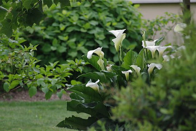 Merveilleux arum d'Ethiopie