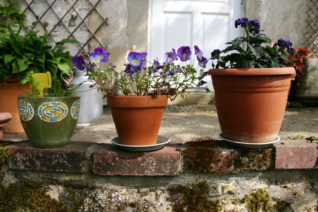 Ribambelle de pots de fleurs