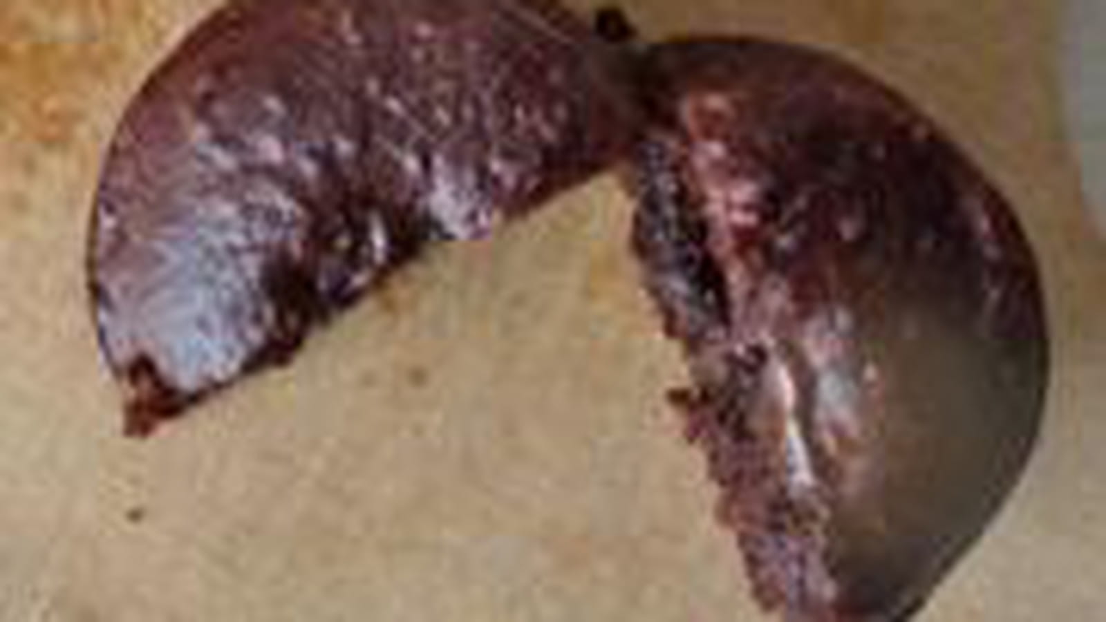 Muffin choco-noisette allégé, vegan
