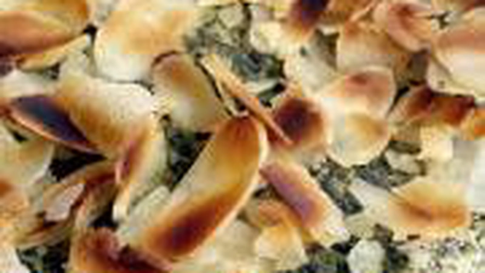 Tarte croustillante oseille-ricotta