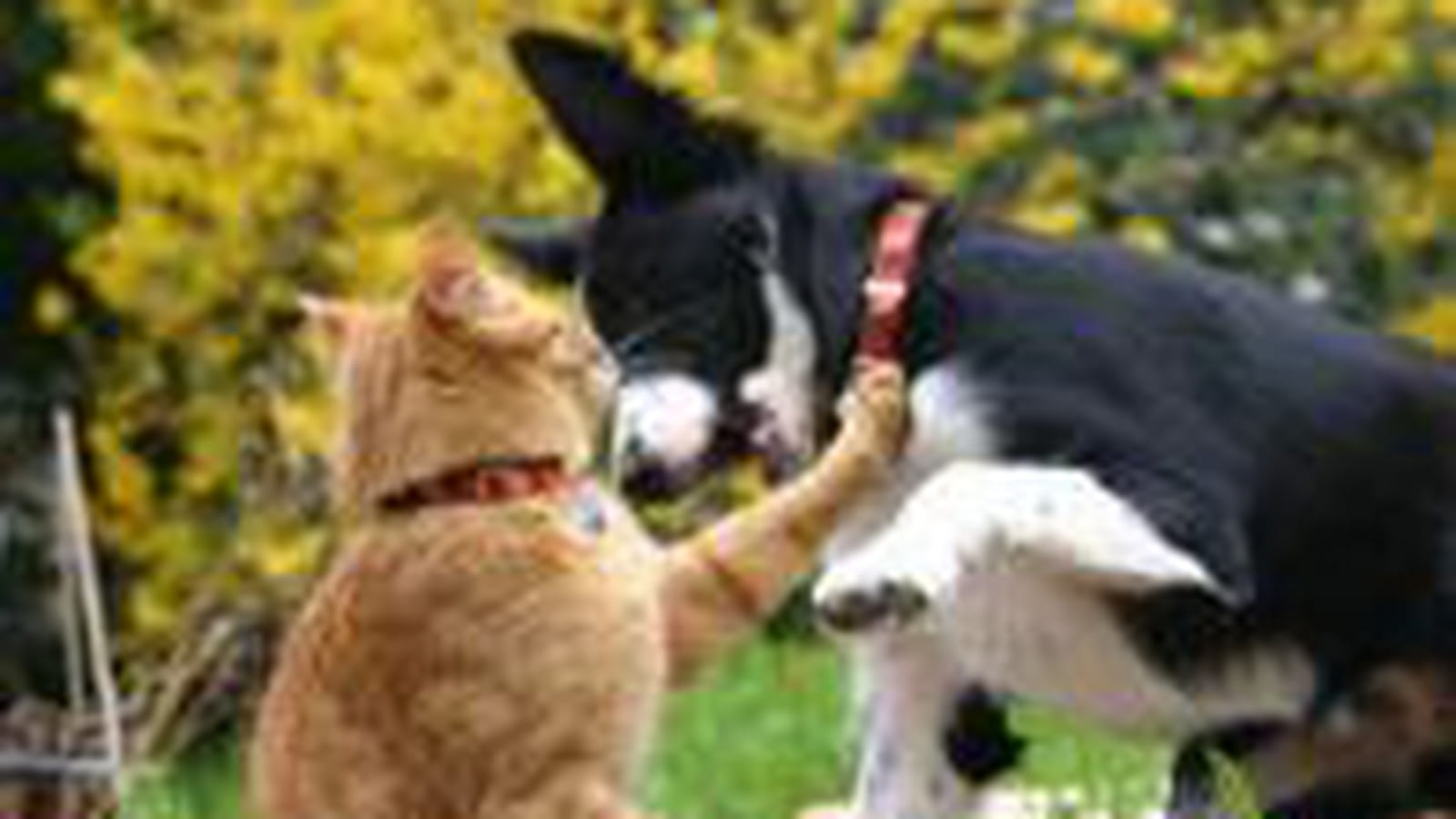 Compagnons de jeux