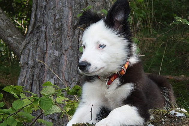 Le plus beau compagnon des lectrices est ...