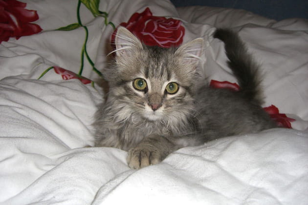 Des d&eacute;buts difficiles