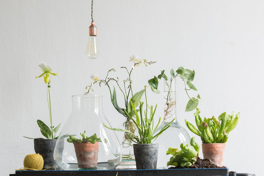 Ces plantes d'intérieur qui sont tendance