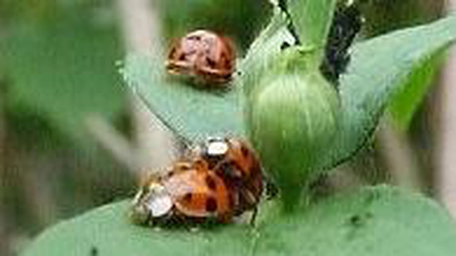 Coccinelles