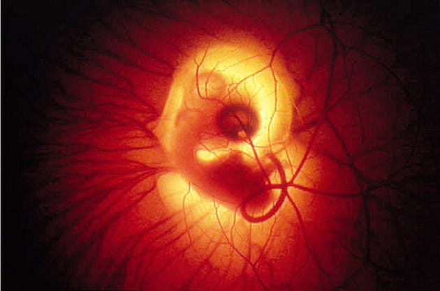 Les premiers balbutiements de la vie