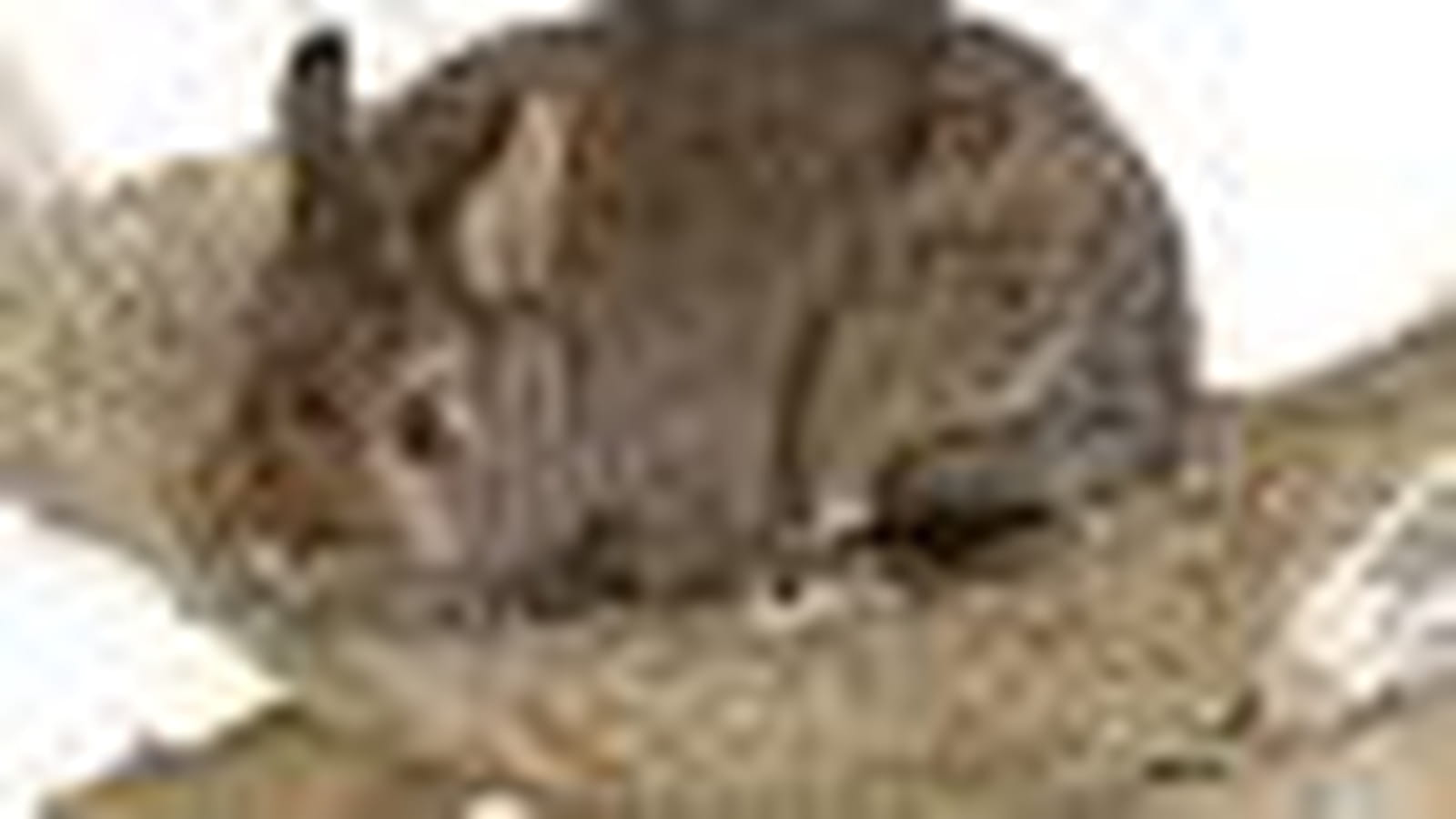 Hamac pour lapin
