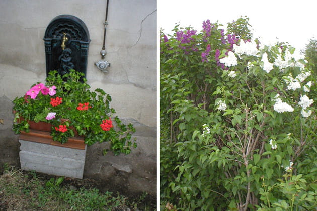G&eacute;ranium et lilas