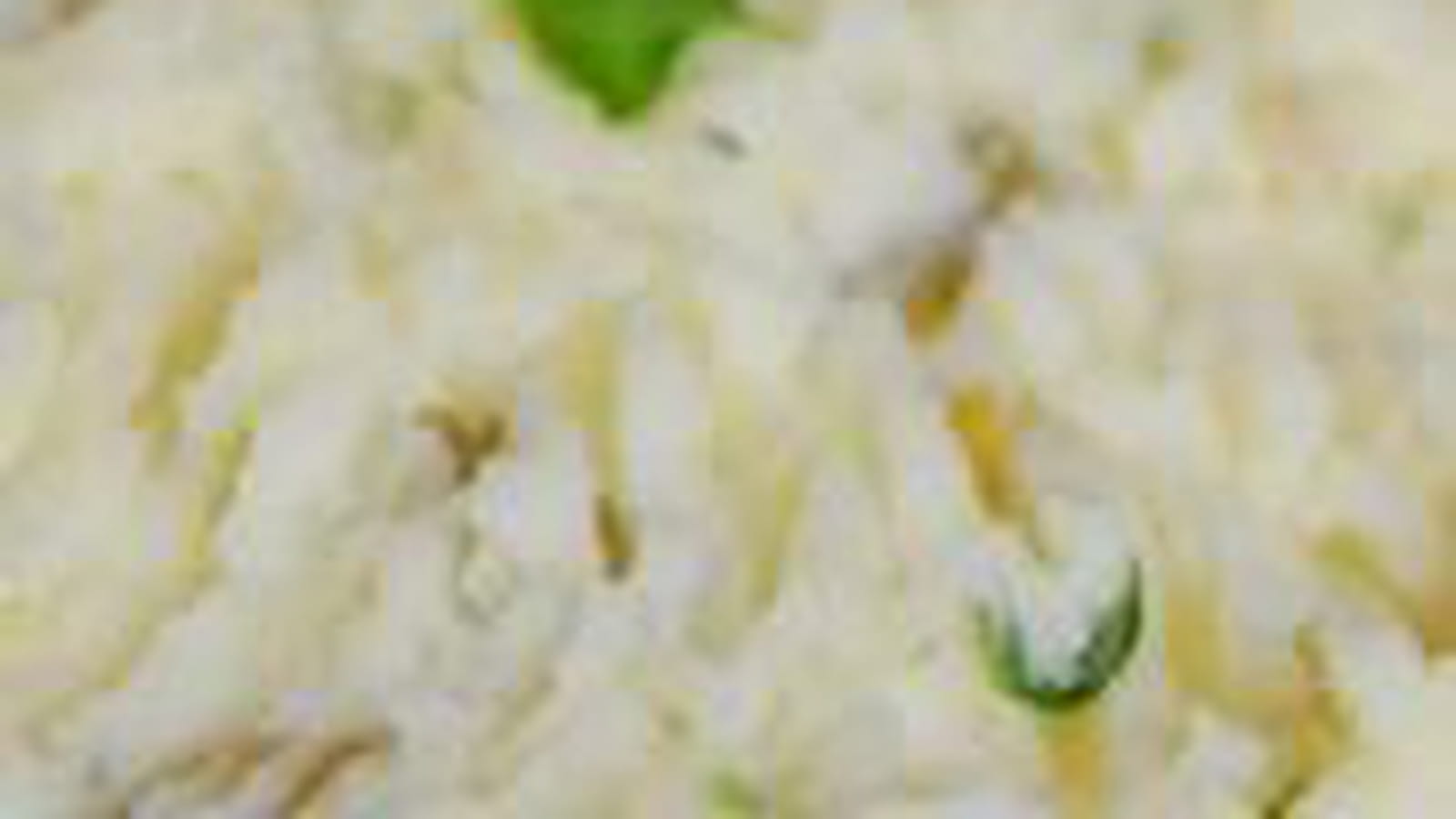 Ecrasé de pommes de terre et fines herbes