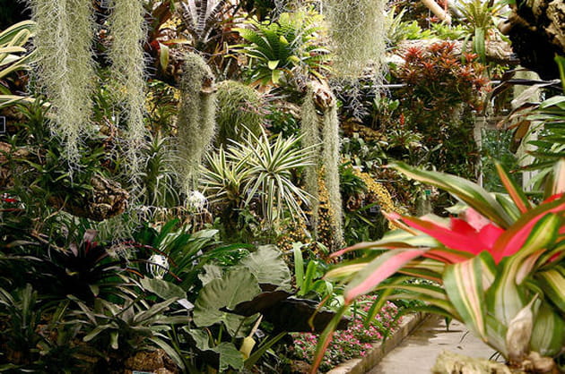 La for&ecirc;t tropicale humide