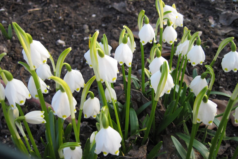 Muguet