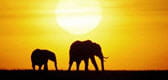 elephants