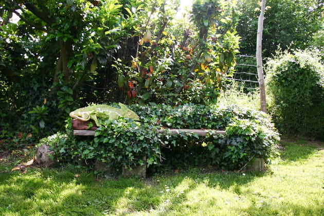 Un cam&eacute;l&eacute;on sur un banc de lierre