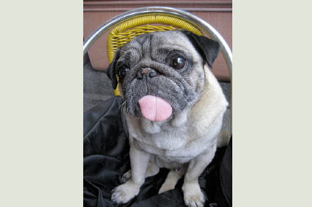 Le carlin, un molosse grandeur miniature