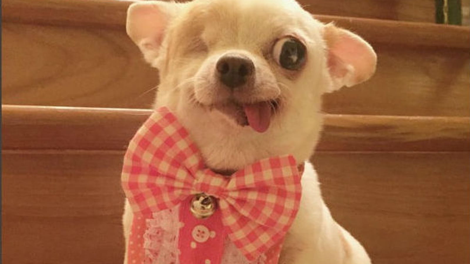 Yogurt, le chihuahua