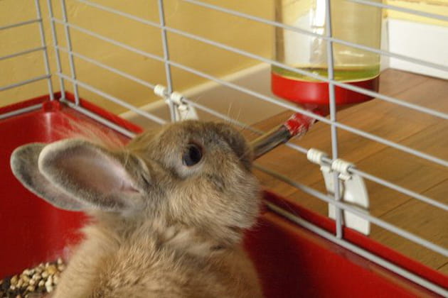 Un petit coup de soif