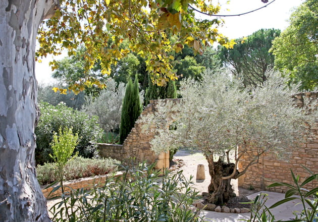 Un olivier de bienvenue