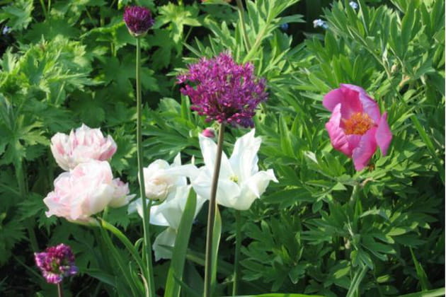 D&eacute;licieux mariage de tulipes, alliums et pivoine