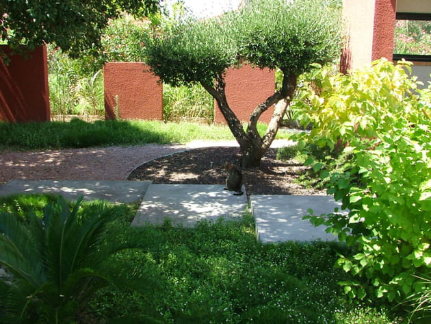 L'olivier taillé en nuages