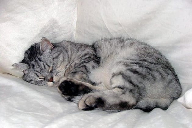 Le très raffiné Beau Brummel