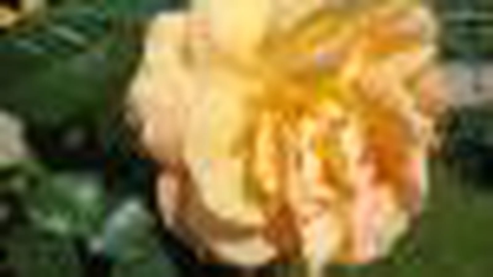 Bernstein-Rose ®