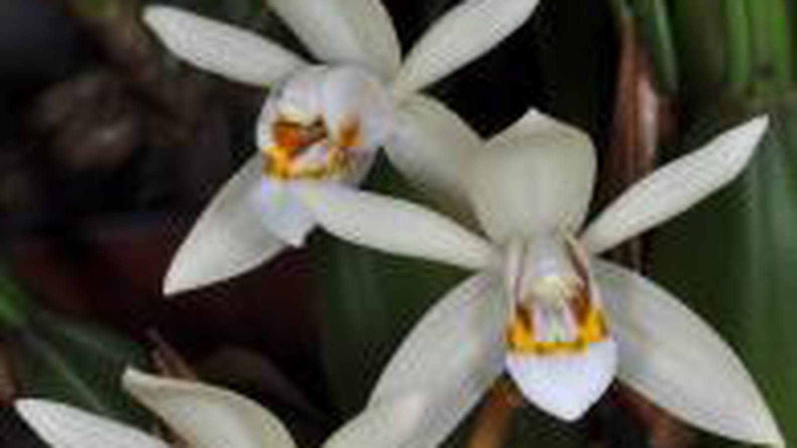 Coelogyne flaccida