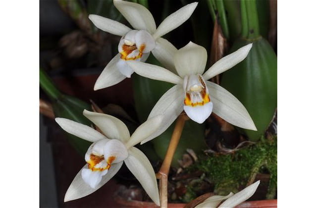 Le surprenant Coelogyne flaccida