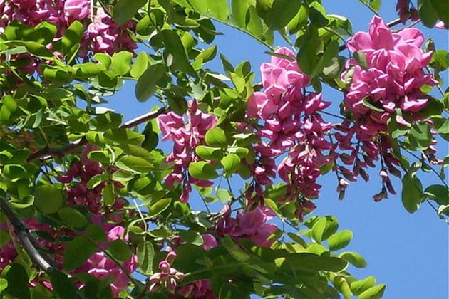 Les fleurs odorantes du robinier