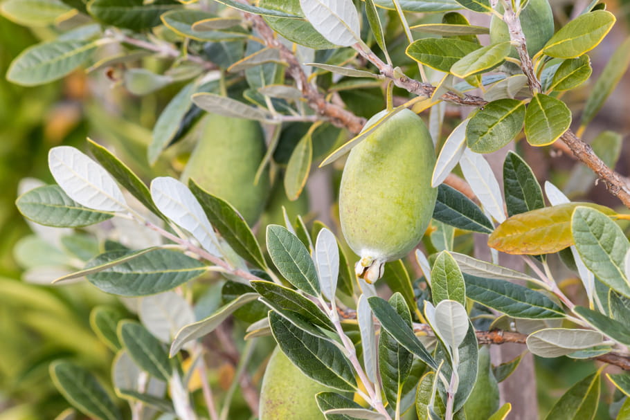 Feijoa (Goyavier du Brésil)