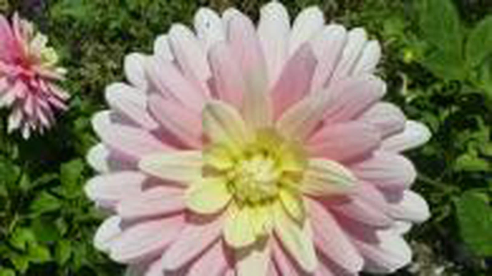 Dahlia rose poudré