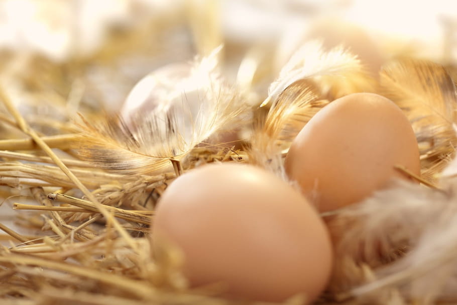 Fipronil : aucune trace dans les œufs produits en France