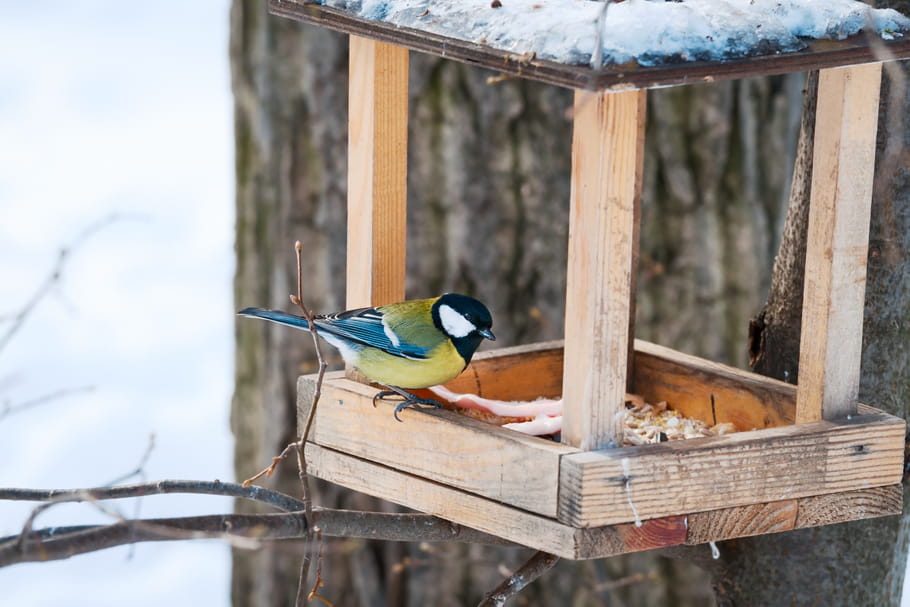Nourrir les oiseaux en hiver