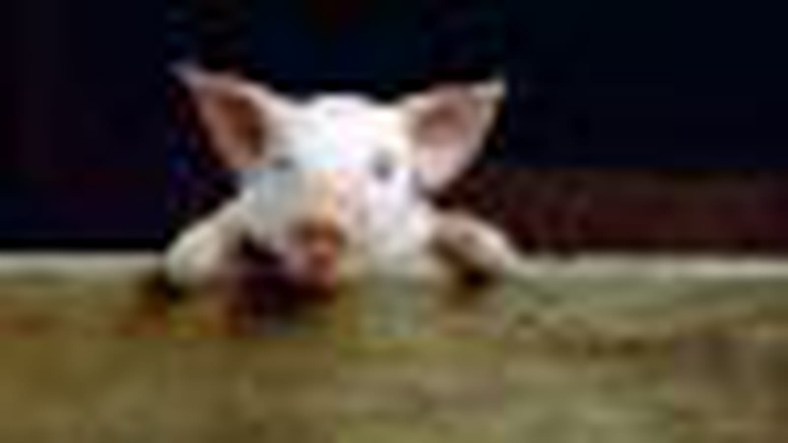 Cochon curieux
