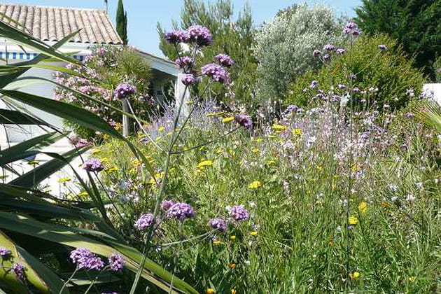 Des fleurs aux couleurs &eacute;blouissantes