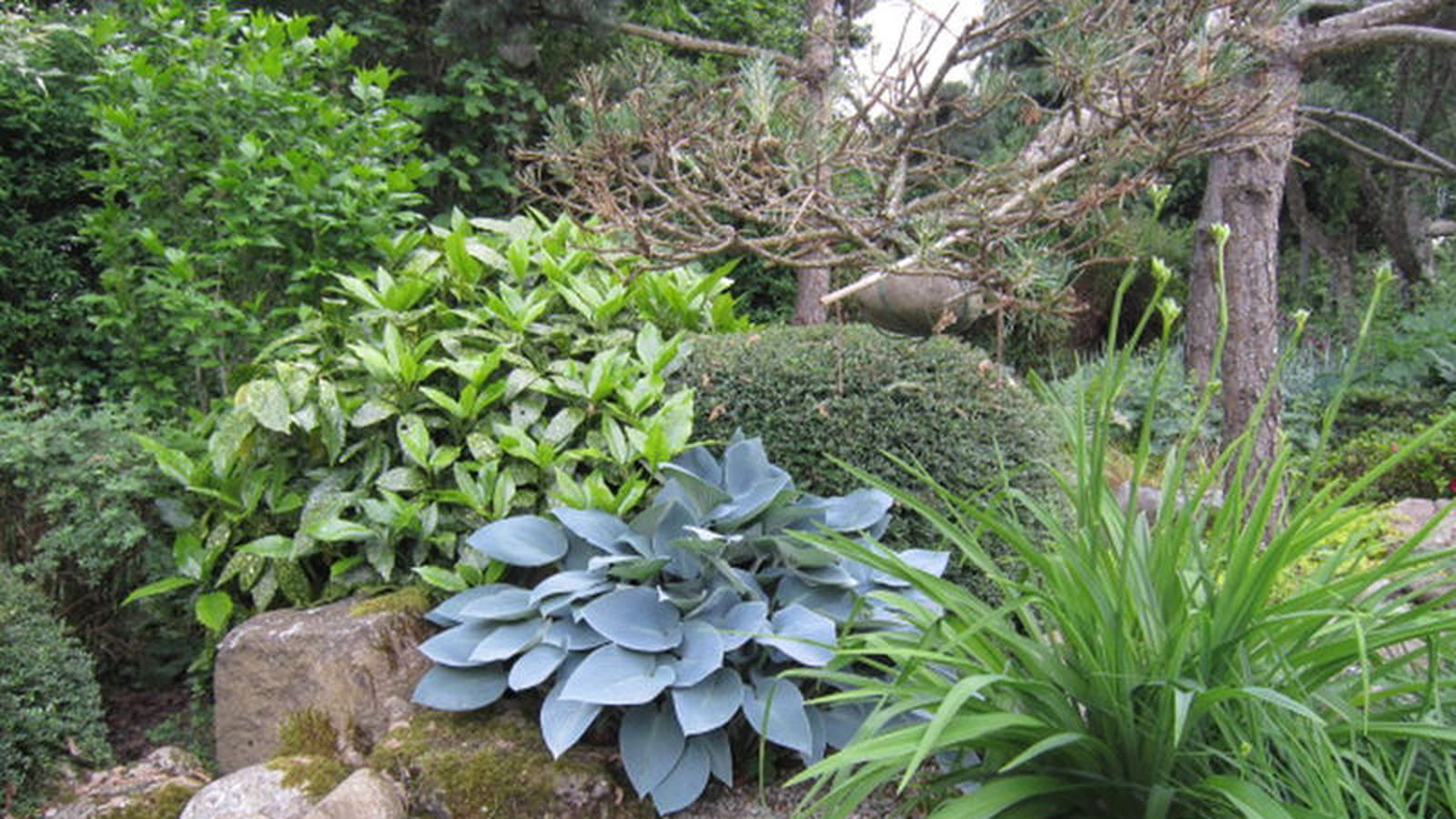 Jardin japonais