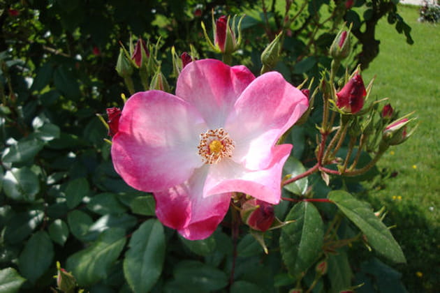 Ne vous fiez pas aux apparences